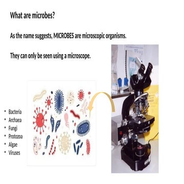 Microbiology UNIT 5: Fungi | PPTX
