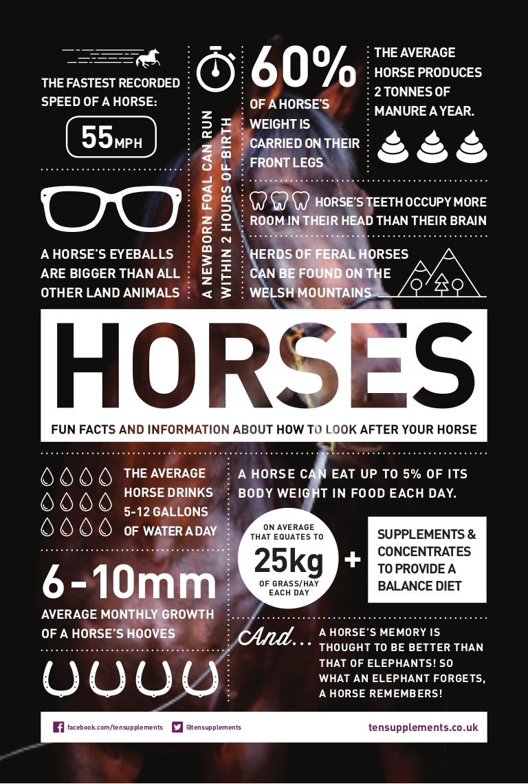 Love Horses Read These Fun Facts And Info On How To Look After Your