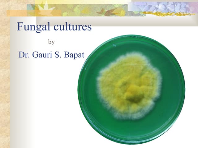 Fungal cultures