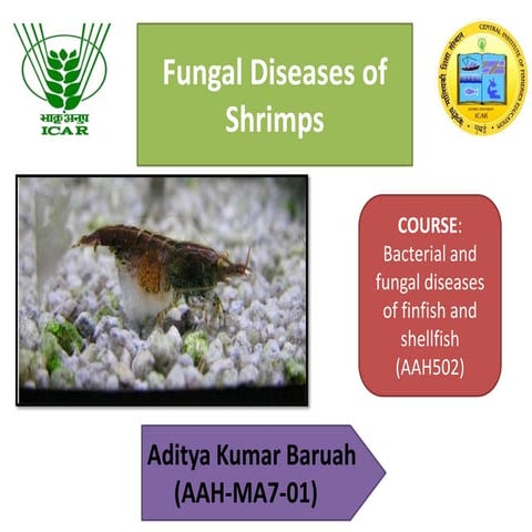 Fungal diseases of shrimp