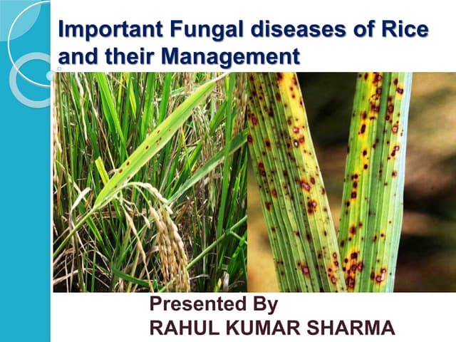 Bacterial leaf blight of rice | PPTX