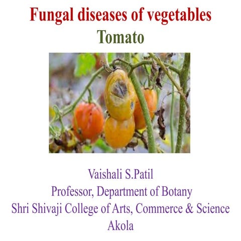 Fungal diseases of vegetables tomato