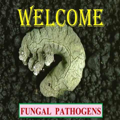 ENTOMOPATHOGENIC FUNGI 