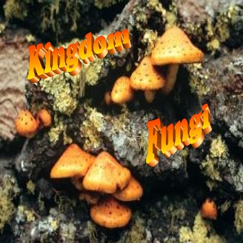 Fungi