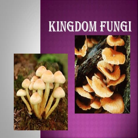 Kingdom Fungi