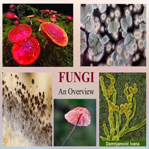 Fungi