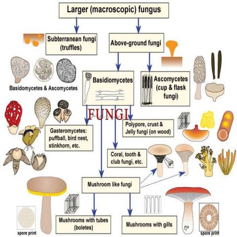 Fungi