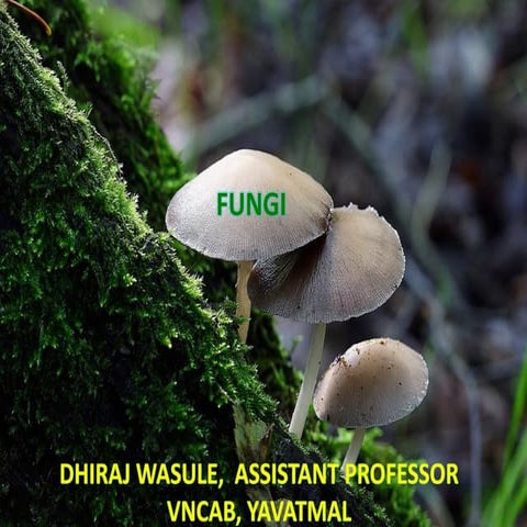 Fungi