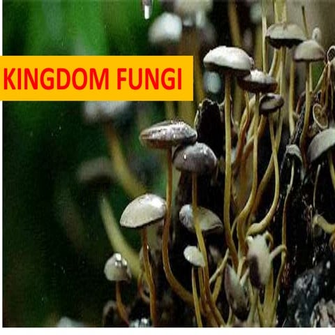 Fungi, Viruses, Prions, Viroids and Lichens