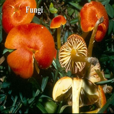 FUNGI FULL NEW.pdf