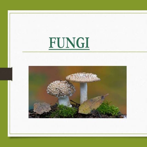 KINGDOM FUNGIII - ITS HYPHAL MODIFICATIONS