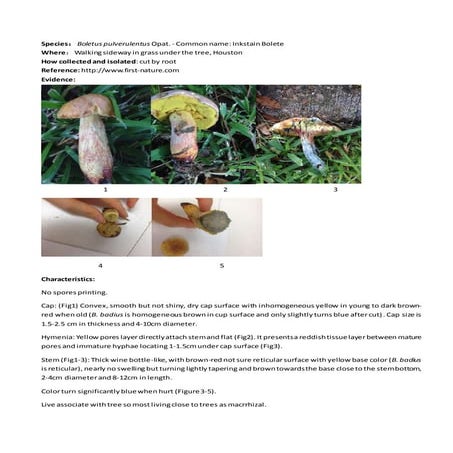 Fungi mushroom collection and identification