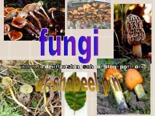 Fungi Fungi
