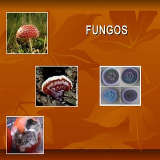 Fungos