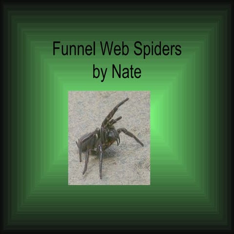 Funnel Web Spider Nate | PPT