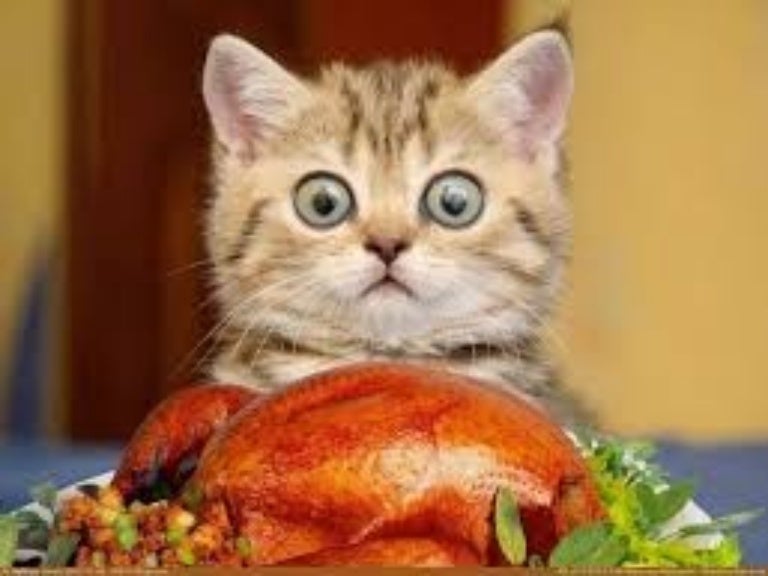 silly cat and dog videos