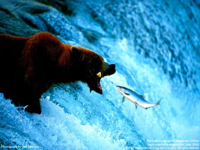 Funny and lovely photos