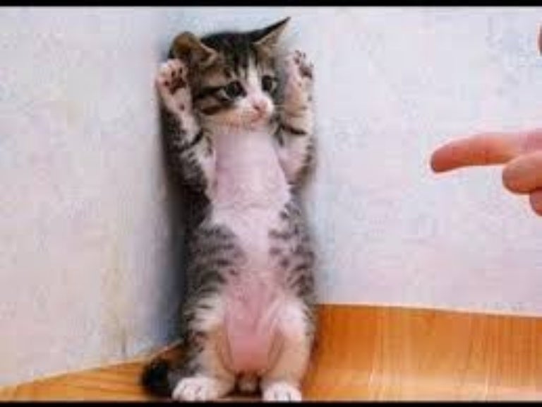 funny cat dog videos