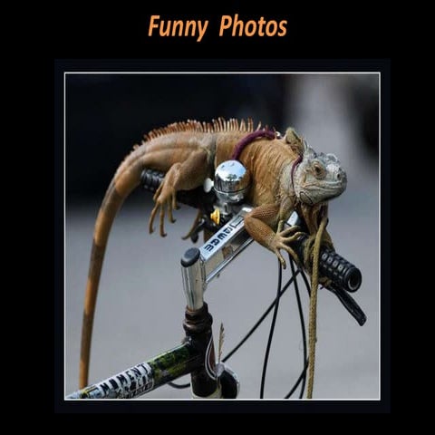 Funny  Photos