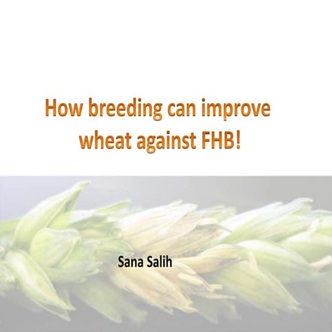 Fusarium head blight in wheat