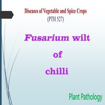 Fusarium wilt of chilli