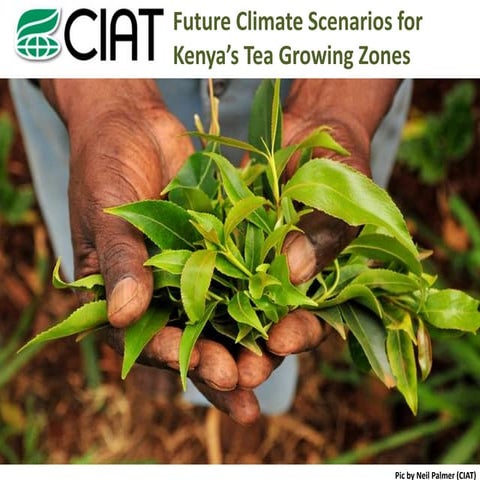 Futute climate scenarios for kenyan tea farmers presentation | PDF