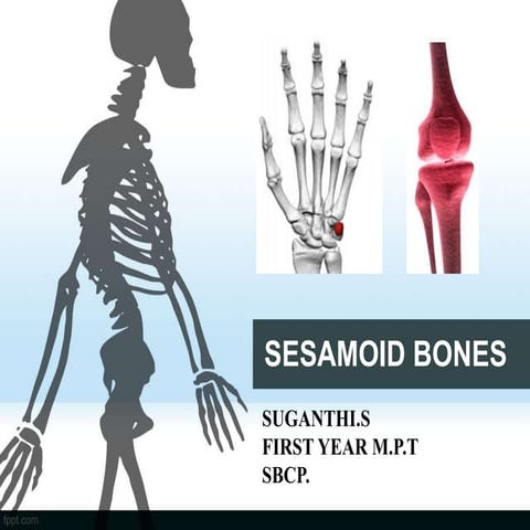 SESAMOID BONES