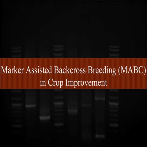 Marker assisted back cross