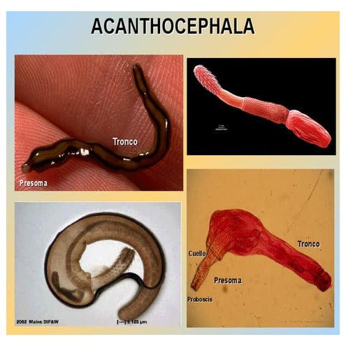 acanthocephala diversity | PDF