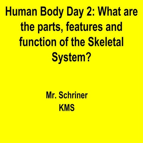 Skeletal System Class Notes
