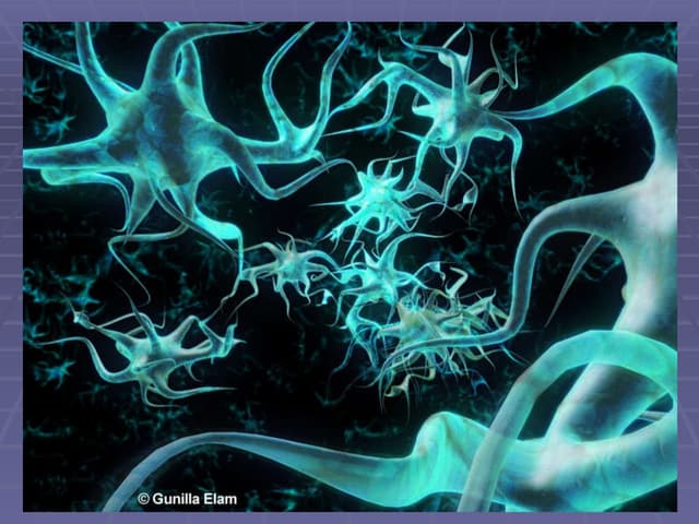 Sistema Neuro-hormonal