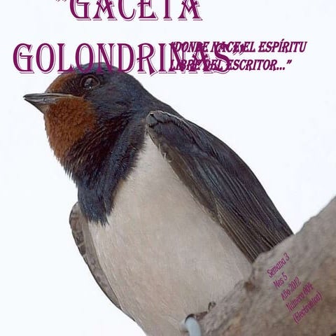 Gaceta golondrinas 004