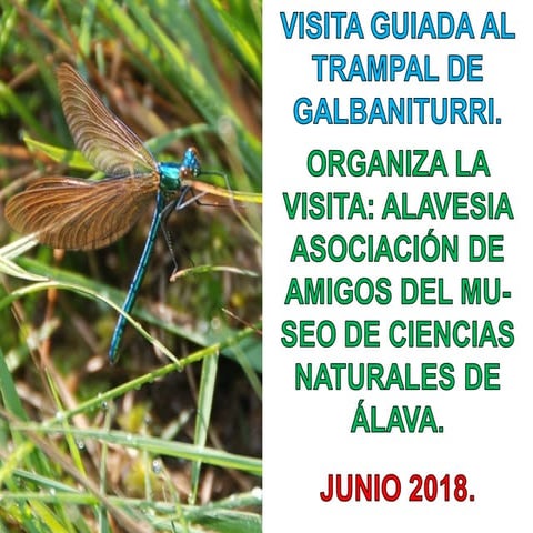 Galbaniturri humedal ala