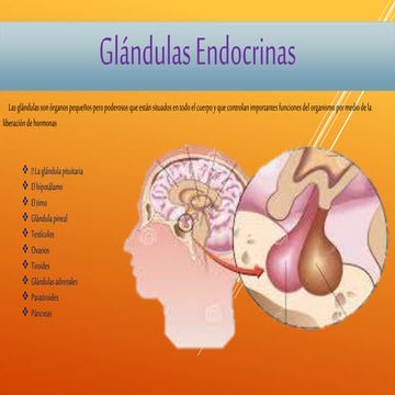 Galdulas endocrinas
