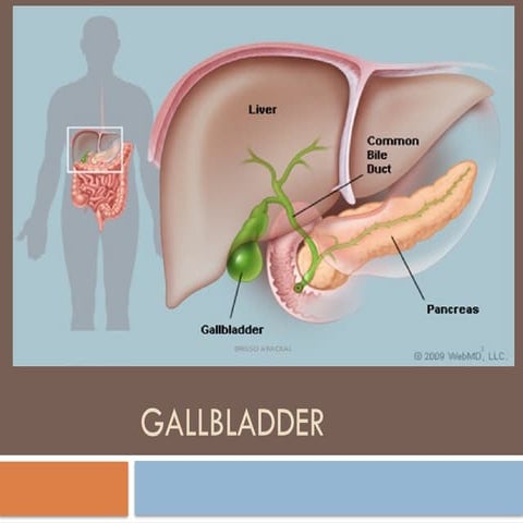 Gall Blader and its functbbbbbbbions.pptx