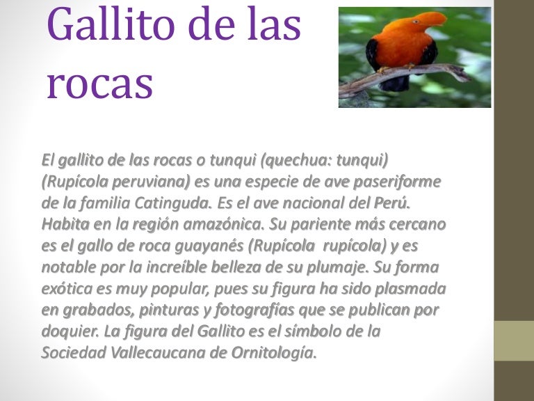 todo sobre Gallito de las rocas