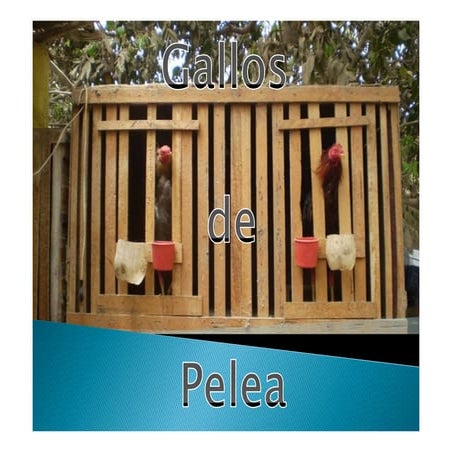 Gallos De Pelea | PDF
