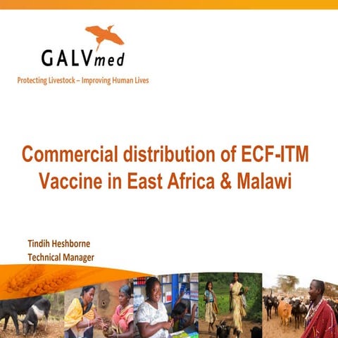 Commercial distribution of ECF-ITM vaccine in East Africa and Malawi