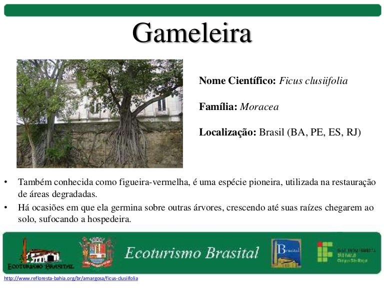 Gameleira