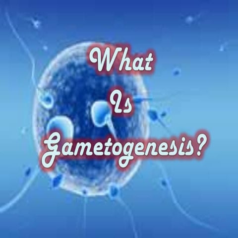Gametogenesis