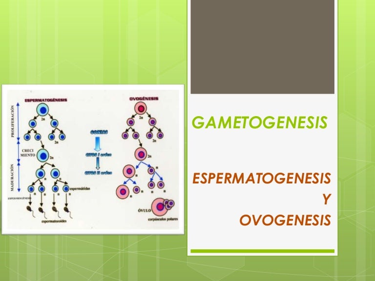 Gametogenesis