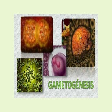 gametogenisis.pptx