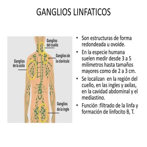 GANGLIOS LINFATICOS.pptx