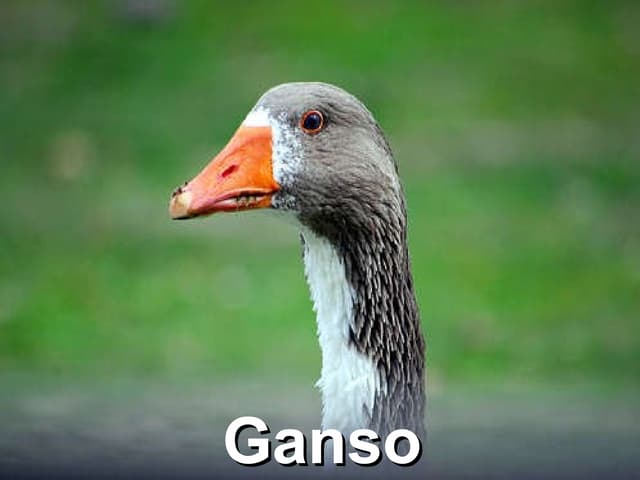 Ganso - Origem e Domesticação