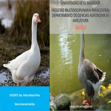 AVICULTURA GANSOS 