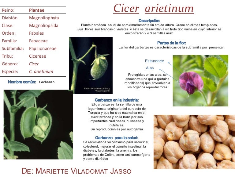 Garbanzo
