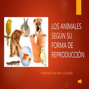 García rodriguez luz   los animales