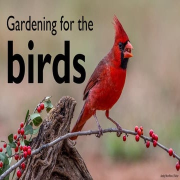 How to design a beautiful garden that attracts birds 