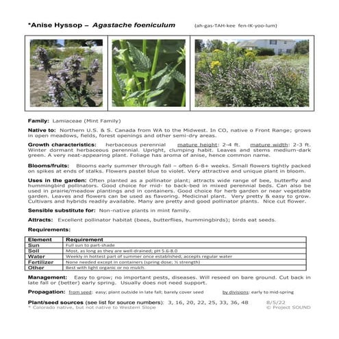 Gardening Sheet - Agastache foeniculum.pdf