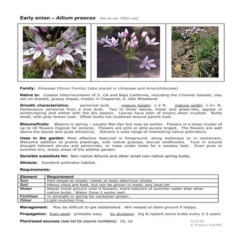 Gardening sheet allium praecox | PDF